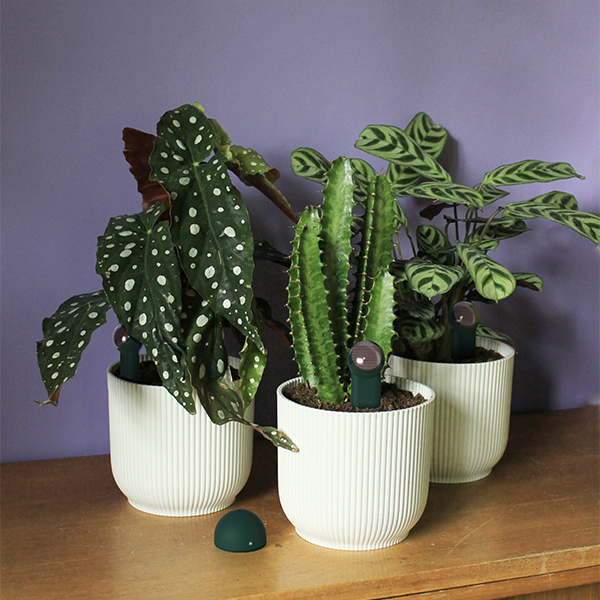 FYTA Beam - the smart plant sensor